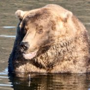 Alaskan Park Announces Winner Of This Year’s Fat Bear Week Contest