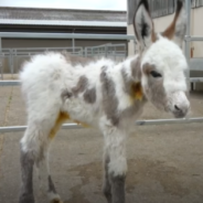 Baby Donkey Rejected By Mother Finds New Family At Sanctuary