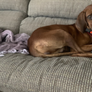 Big Dog Objects To Getting His Nails Clipped In Hilarious Video