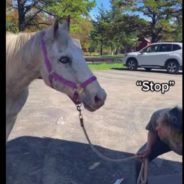 Blind Senior Horse Saved From Euthanasia By Animal Sanctuary