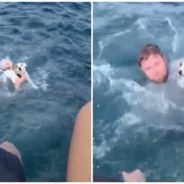 Boaters Save Drowning Dog After Spotting Him In Middle Of Ocean