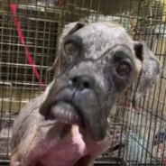 Boxer Was Unrecognizable After Being Rescued