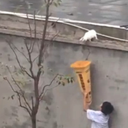 Boy Rescues Cat From Wall Using Cardboard Box