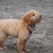 Boyfriend Mad After Discovering He Shares A Name With Family Dog