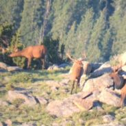 Bull Elk With Tire Around His Neck For Half His Life Is Finally Freed