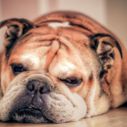 Bulldog Learns To Shoot Tennis Balls Out Of His Mouth