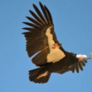 California Condors Have Reproduced Asexually, a First Known Occurrence in the Species