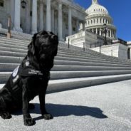 Capitol Police Get Their Own Comfort Dog, Lila