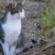 Cat Left in a Box Outside Shelter After Her Elderly Human Dies