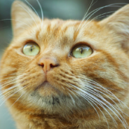 Cat Steals Cookie But Gets Robbed By Dog