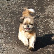 Couple Adopts Stray Dog Who Tirelessly Chased After Their Van In Spain