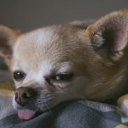 Couple Discovers Chihuahua Stowaway In Their Luggage Moments Before Boarding The Plane