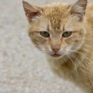 Deployed Solider Rescues Cat With Kittens And Brings Them Home With Her