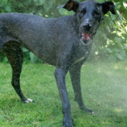 Dog Chases Owner With Garden Hose