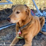 Dog Finally Reunited With Family After Surviving Plane Crash And Three Days Alone In Arizona Wilderness