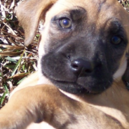 Dog Finds Her New Forever Home After Being Left To Die In A Landfill