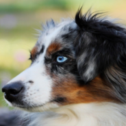 Dog Honored As Hero For Saving Koalas After The Australian Bushfires