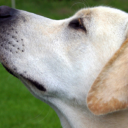 Dog Proudly Helps Carry Groceries In From The Car