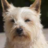 Dog That Looks Like ‘A Dirty, Smelly Sheep’ Rescued From Puppy Mill