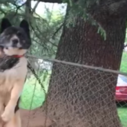 Dog Tied To A Tree For 5 Years Gets A Chance At Freedom