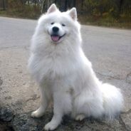 Dog Who Couldn’t Walk As A Puppy Learns To Prance Around With Style