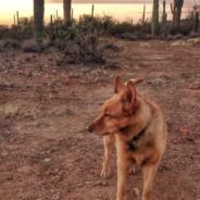 Dog Who Survived Plane Crash Reunites With Family