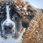 Dog With Cancer Gets To Roll In The Snow One Last Time Thanks To Local Ice Rink