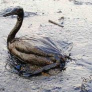 Dozens Of Birds At Risk Of Dying After Oil Spill Wreaks Havoc On Their Home