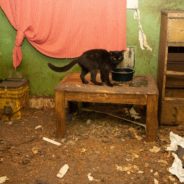 Dozens Of Severely Neglected Cats Rescued From Filthy Indiana Home