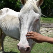 Emaciated Horse And Miniature Hinny With Overgrown Hooves Rescued From Colorado Farm