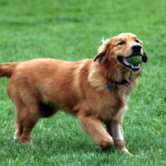 Finley The Golden Retriever Breaks Guinness World Record With Tennis Ball Skills