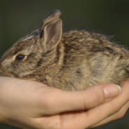 Fisherman Saves Drowning Rabbit From The Water