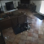 “Ghost” Removes Dog’s Collar In Creepy Security Footage