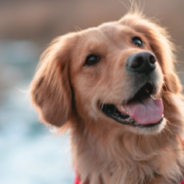 Golden Retriever Overcomes Cancer Surgery Just In Time To Cheer On Boston Marathon Runners