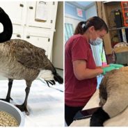 Goose Taps On Animal Hospital’s Door, Comes To Comfort Injured Mate