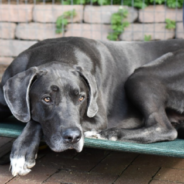 Great Dane Accidentally Scares His Neighbor’s Puppies