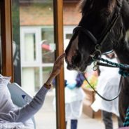 Hospice Arranges For Terminally Ill Woman’s Dogs And Horse To Visit So She Can Say Goodbye