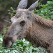 House Cat Becomes BFFs With Wild Moose