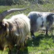 How Goats Are Helping In The Fight Against Forest Fires