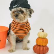 How To Make Halloween Gummy Candy For Your Dogs