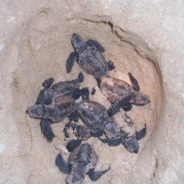 Hundreds Of Endangered Sea Turtles Found Dead On Mexico Beach