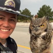 Idaho Police Officer Helps Rescue Owl Trapped In Plastic On Busy Highway