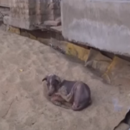 Injured Hairless Dog Finds His Way Off The Streets And Makes Healing Transformation