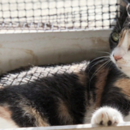 Istanbul Is Helping Stray Cats By Putting Out Outdoor Cat Houses