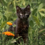 Kitten with Only Two Legs Overcomes Challenges with Help of Foster Family