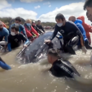 Locals Spot Beached Whale, Spend Hours Getting Him Back To Sea