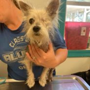 Louisiana “Dog Lady” Helps Neighborhood Strays Survive Deadly Hurricane