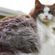 Man Goes Viral For Being Neighborhood “Cat Whisperer”