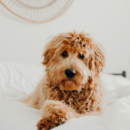 Man Opens A Natural Scents Shop After Dog Nearly Dies From Reed Diffuser