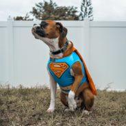 Nearly Half Of All Dog Parents Plan To Wear Matching Halloween Costumes With Their Dog, Survey Finds